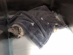 -瑞派雷欧宠物医院·24h夜诊·心脏骨科牙科·全科重症转诊中心(无影山店)