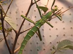 -上海大自然野生昆虫馆