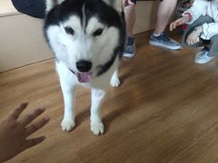 -Husky Go! 哈士奇体验馆·宠物咖啡厅狗咖