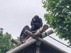 -上海野生动物园