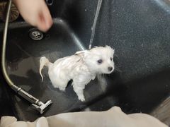 -安安宠医宠物医院·异宠·犬猫内科(岳阳分院)