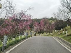 -重庆园博园