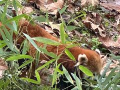 -都江堰中华大熊猫苑