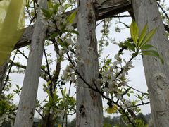 -云里小坐·小院里·团建·宴请·下午茶(三圣乡店)