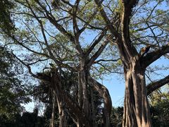 -瑞丽独树成林风景区