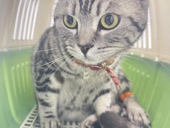 -纳吉亚猫专科动物诊疗中心(蒋宅口分院)