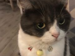 -海边的猫和咖啡馆