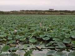 -天津东丽湖风景区