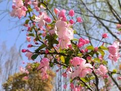 -高东镇樱花园