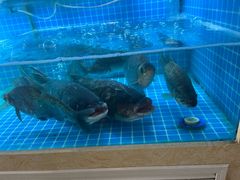 -肖记公安牛肉鱼杂馆· 省级非物质文化遗产(仁和路店)