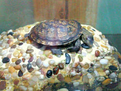 android_upload_pic-上海大自然野生昆虫馆