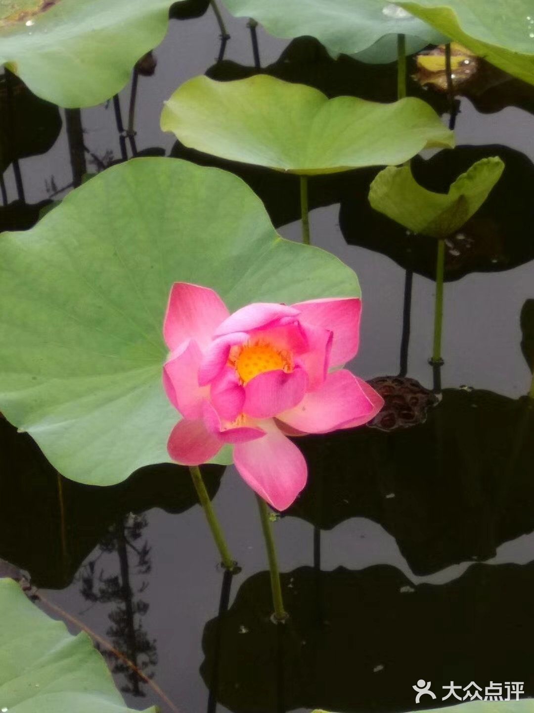 要说最喜欢的成都附近的湿地公园非ta莫属