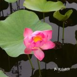 要说最喜欢的成都附近的湿地公园非ta莫属