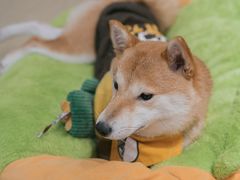 -逗柴咖啡屋·狗咖猫咖宠物桌游