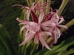 -芽庄MP泰式海鲜海景餐厅