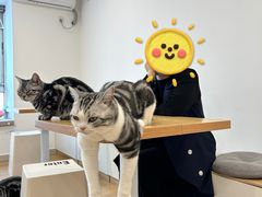 -有喵·猫咖·狗咖·30几只猫10只小狗(岗厦店)