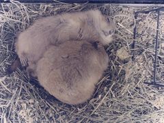 -有猫主题·治愈系猫咖(曾厝垵店)