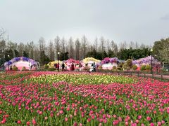 -荷兰花海
