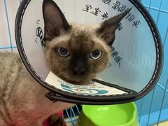 -格蕾宠物医院24H·猫科·肿瘤科·骨科中心(福州总院)