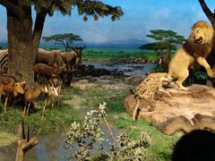 -国家自然博物馆