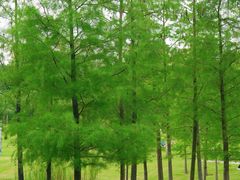 -香蜜公园