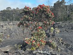 -夏威夷火山国家公园