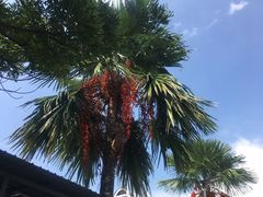 -马六甲鸡场街