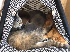-猫友咖啡店(玉林西路店)
