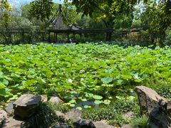 -上海醉白池公园