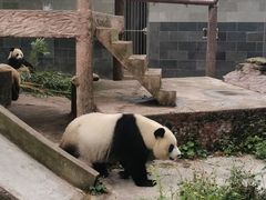 -中国大熊猫保护研究中心雅安碧峰峡基地