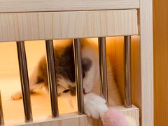 -柚子猫舍·精品猫舍购猫·猫咪认养·购宠·宠物店