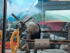 -武汉动物园
