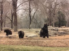 -北京野生动物园
