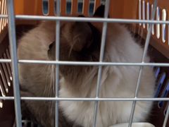 -伟伟宠物医院·CT影像中心·瑞派犬猫综合性门诊(汉口总院)