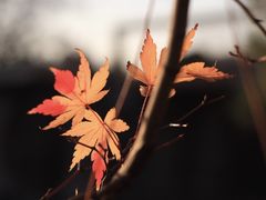 -蔴将·川菜(黄龙万科店)