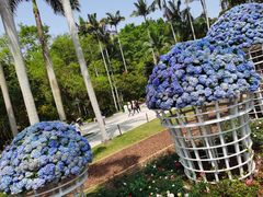 -深圳仙湖植物园
