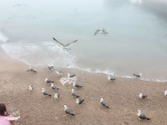 -海驴岛(荣成市)