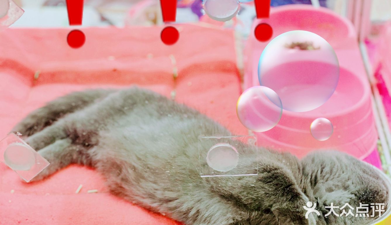初春🌸阳光☀️午后，猫猫🐱都在睡大觉💤