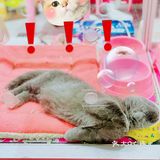 初春🌸阳光☀️午后，猫猫🐱都在睡大觉💤