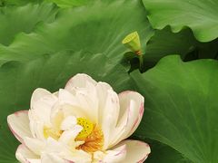 -陈家山荷花公园