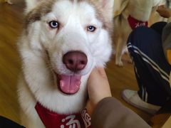 -Husky Go! 哈士奇体验馆·宠物咖啡厅狗咖