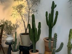 -自由生长植物工作室(深港花卉中心店)