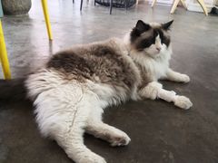 -喵屿·大理花园猫咖