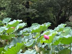 -上海植物园-4号门售票处