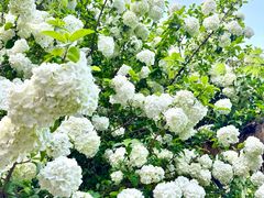 -上海共青森林公园