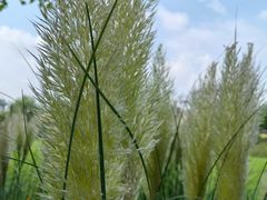 -祥源·阜阳生态乐园