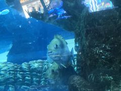 -乐从天佑城海洋馆