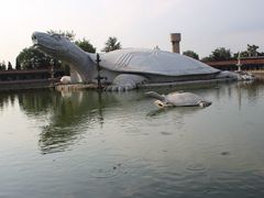 -东方巨龟苑景区