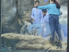 -帝企鹅自助餐厅•儿童岛•真企鹅(长隆企鹅酒店)