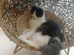 -飞行喵MR PILOT|猫舍·猫咖(静安大融城店)